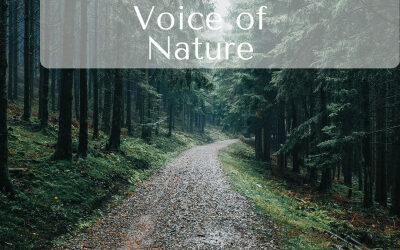 eTwinning tim – uspješan završetak projekta  „Voice of Nature“i novi projekti